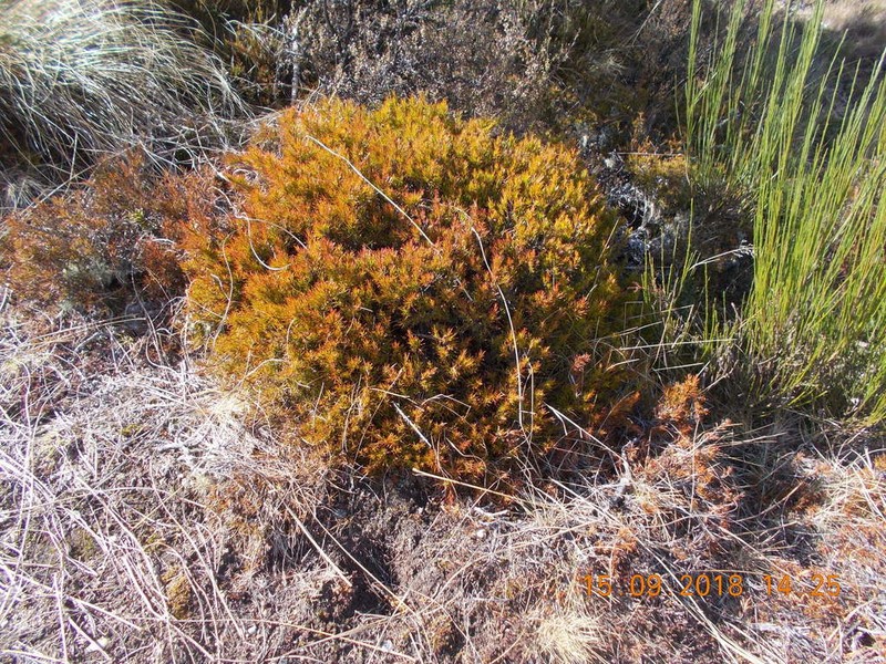 Dracophyllum frondosum
