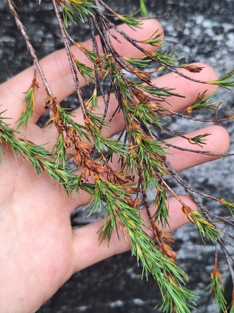 Dracophyllum frondosum photo 2