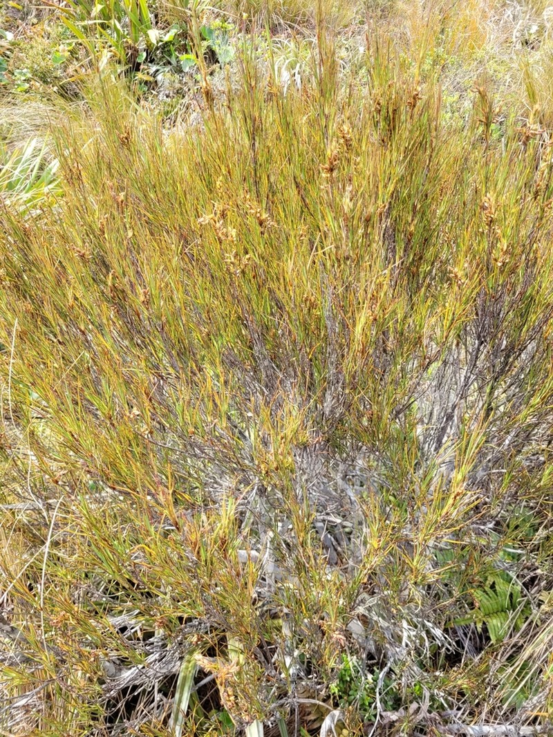 Dracophyllum frondosum photo 3
