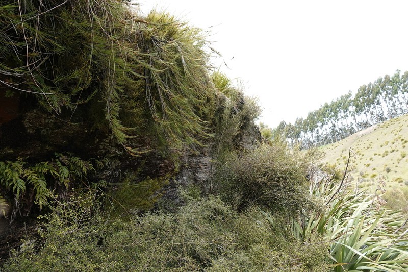 Dracophyllum frondosum photo 4