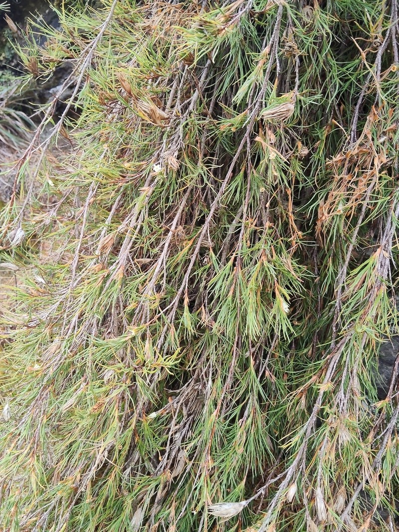 Dracophyllum frondosum photo 5