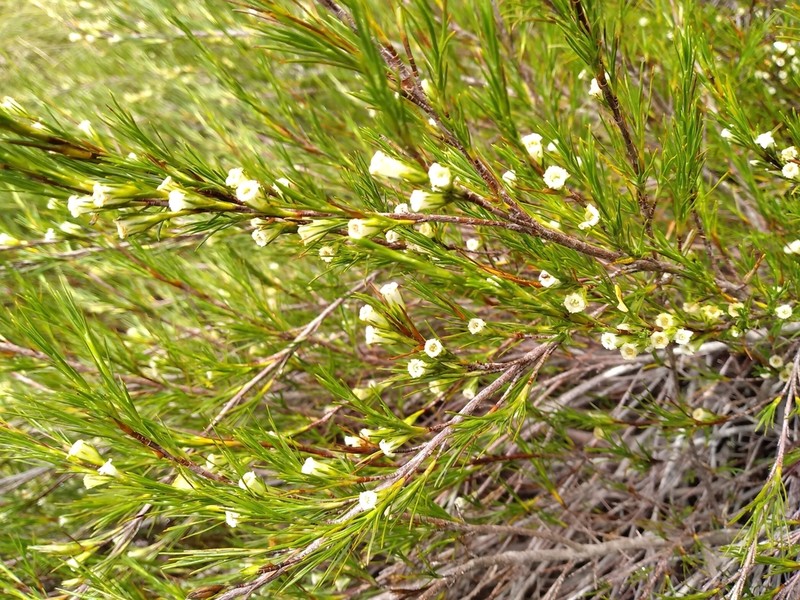 Dracophyllum frondosum photo 6