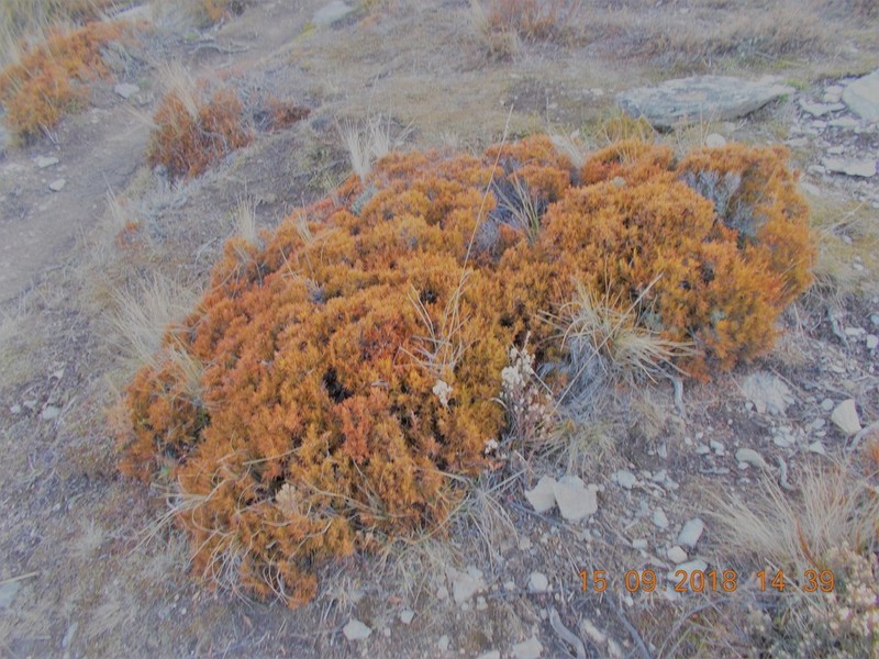 Dracophyllum frondosum photo 7