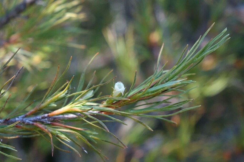 Dracophyllum frondosum photo 8