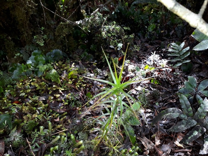 Dracophyllum septentrionale