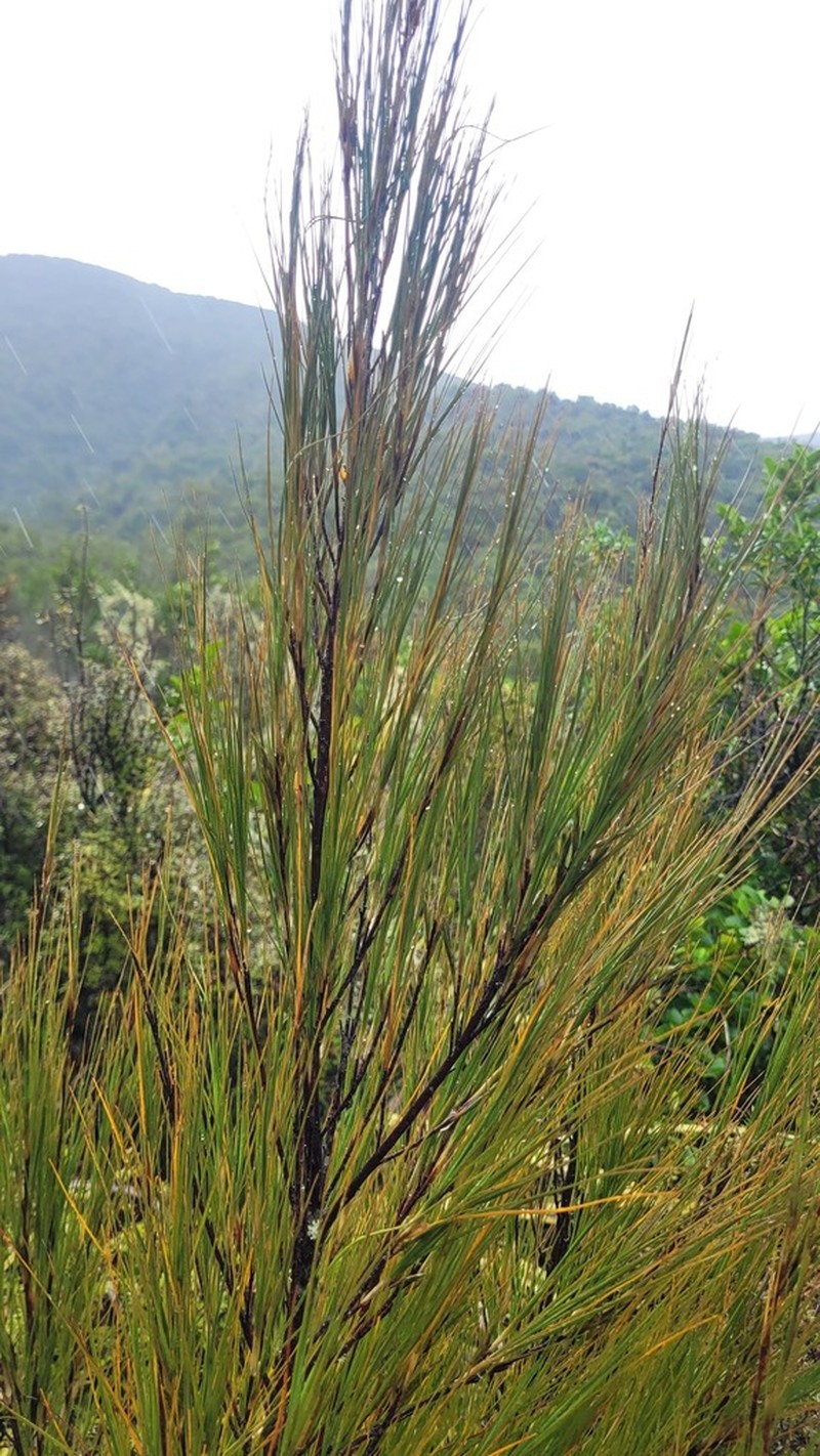 Dracophyllum septentrionale photo 2