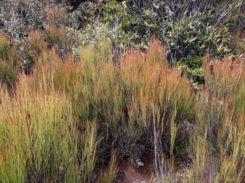 Dracophyllum septentrionale photo 3