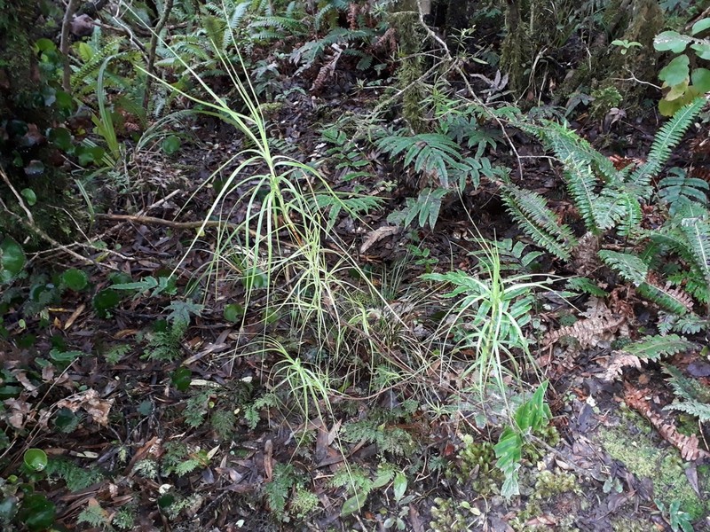 Dracophyllum septentrionale photo 4