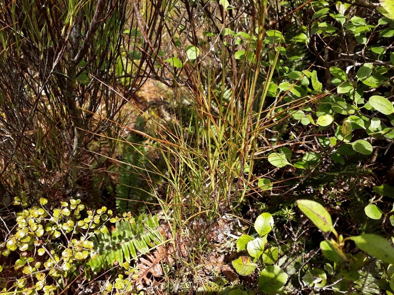 Dracophyllum septentrionale photo 5
