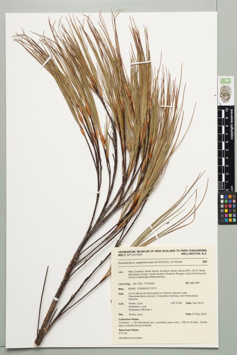 Dracophyllum septentrionale photo 6
