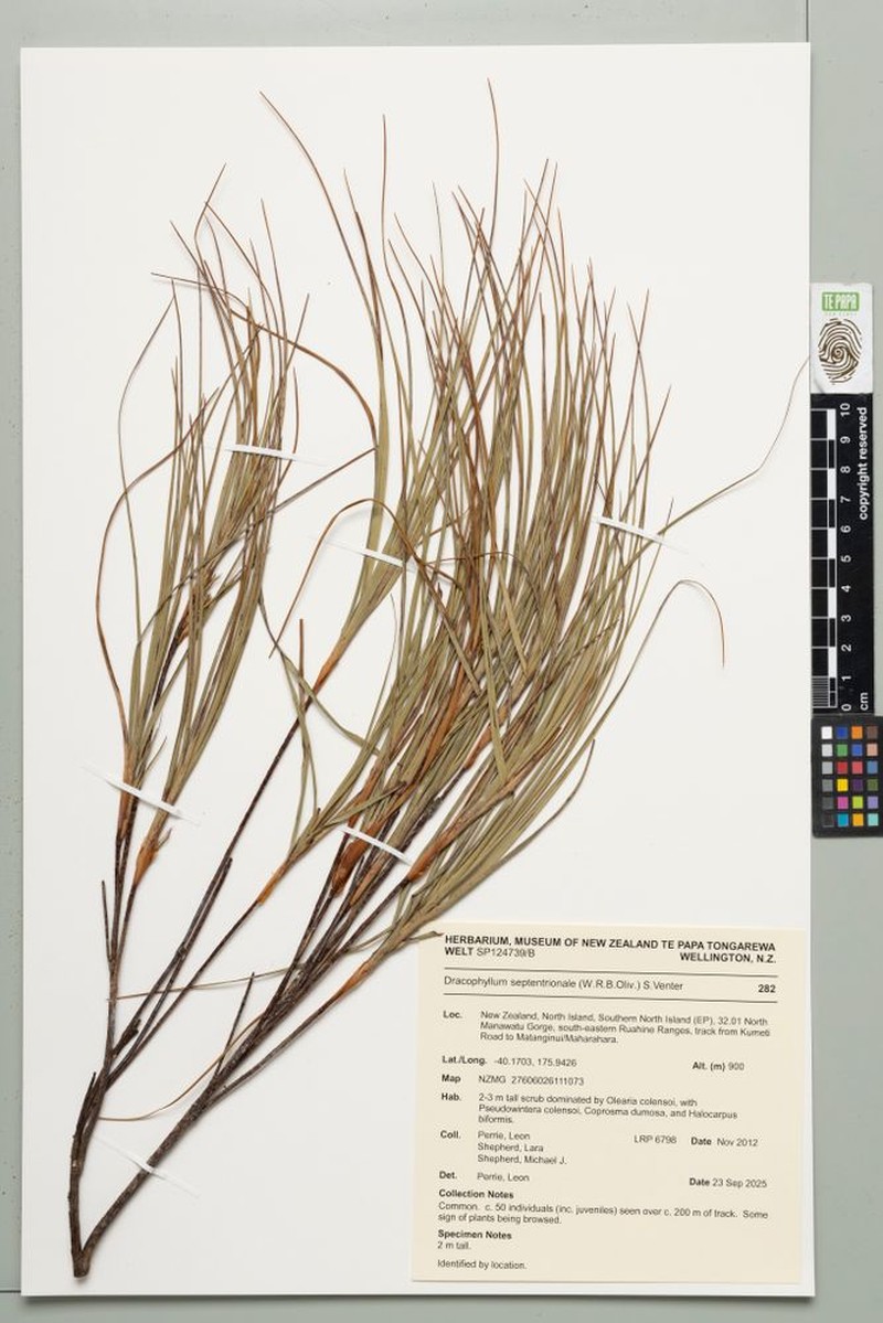 Dracophyllum septentrionale photo 7