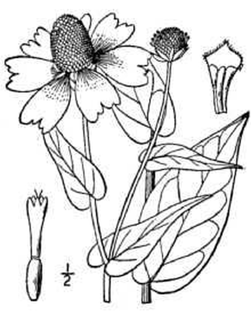 Clasping Coneflower photo 2