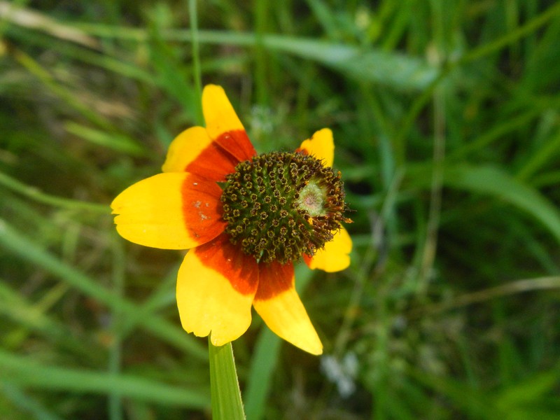 Clasping Coneflower