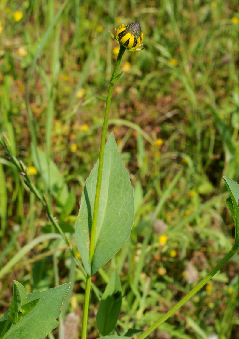 Clasping Coneflower photo 3