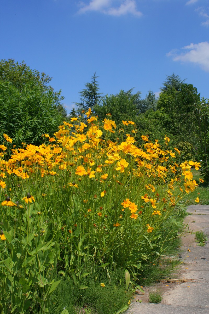 Clasping Coneflower photo 4