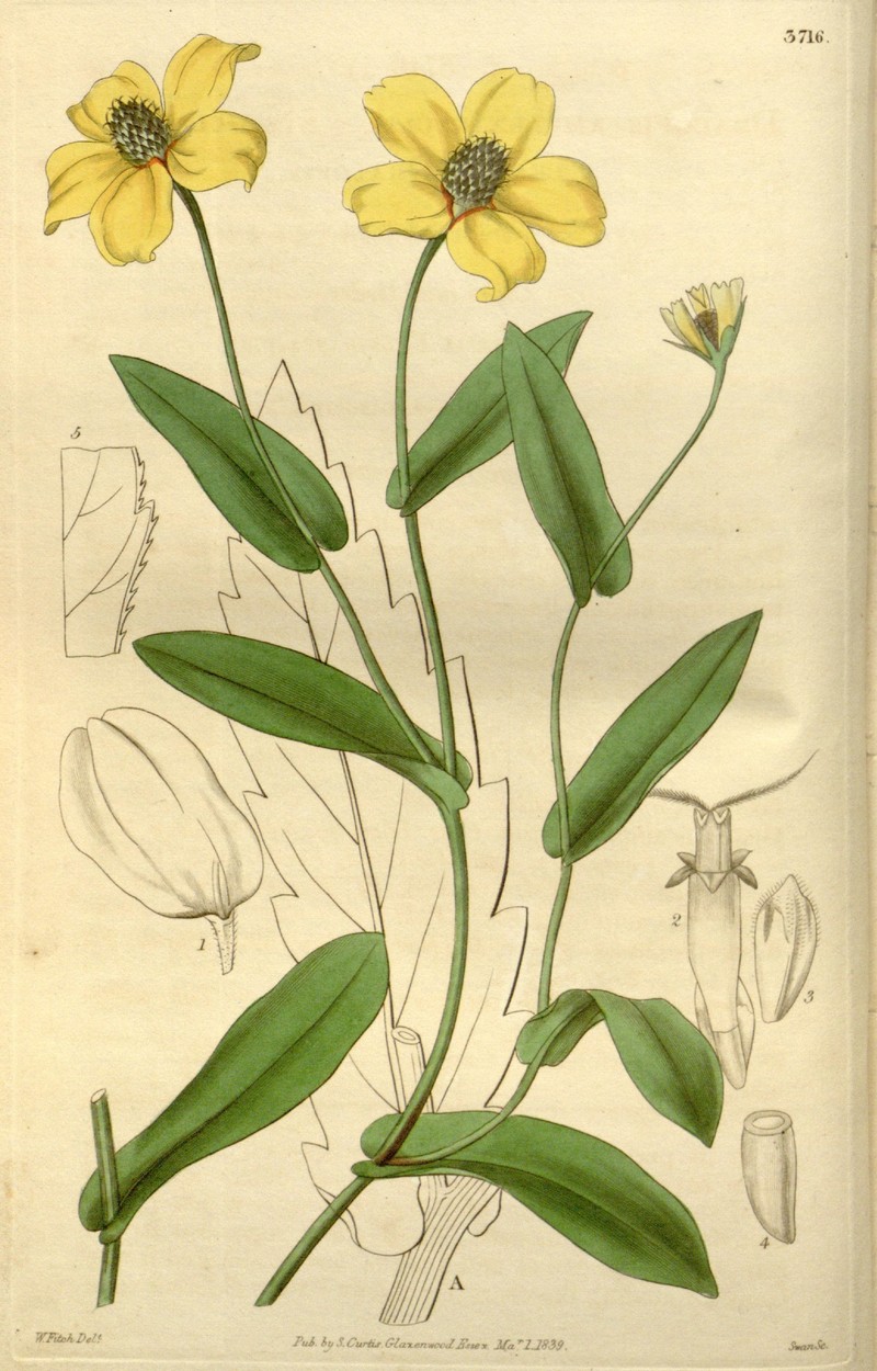 Clasping Coneflower photo 5