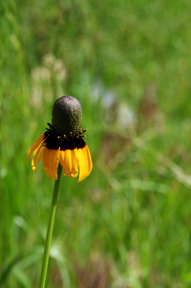 Clasping Coneflower photo 6