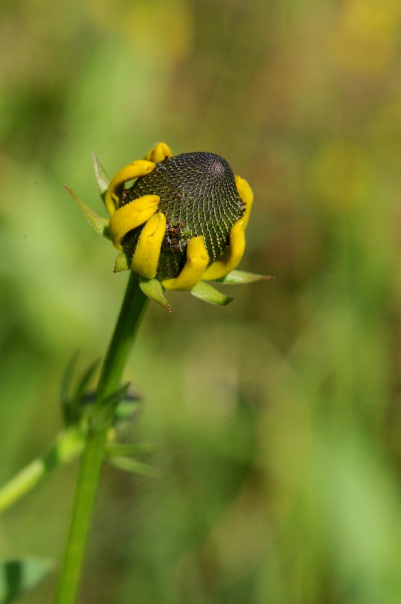 Clasping Coneflower photo 7