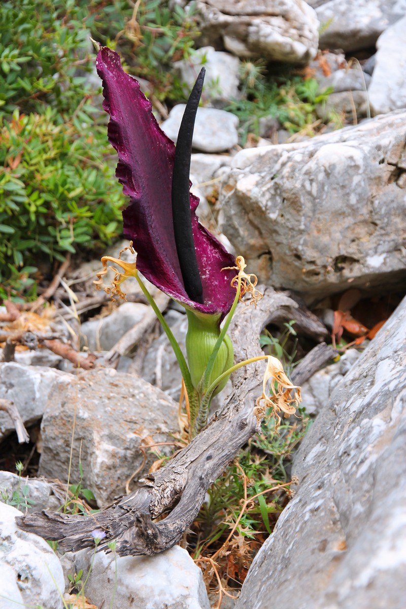 Common Dracunculus photo 4