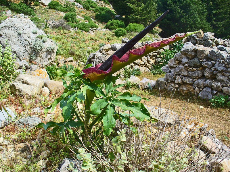 Common Dracunculus photo 2