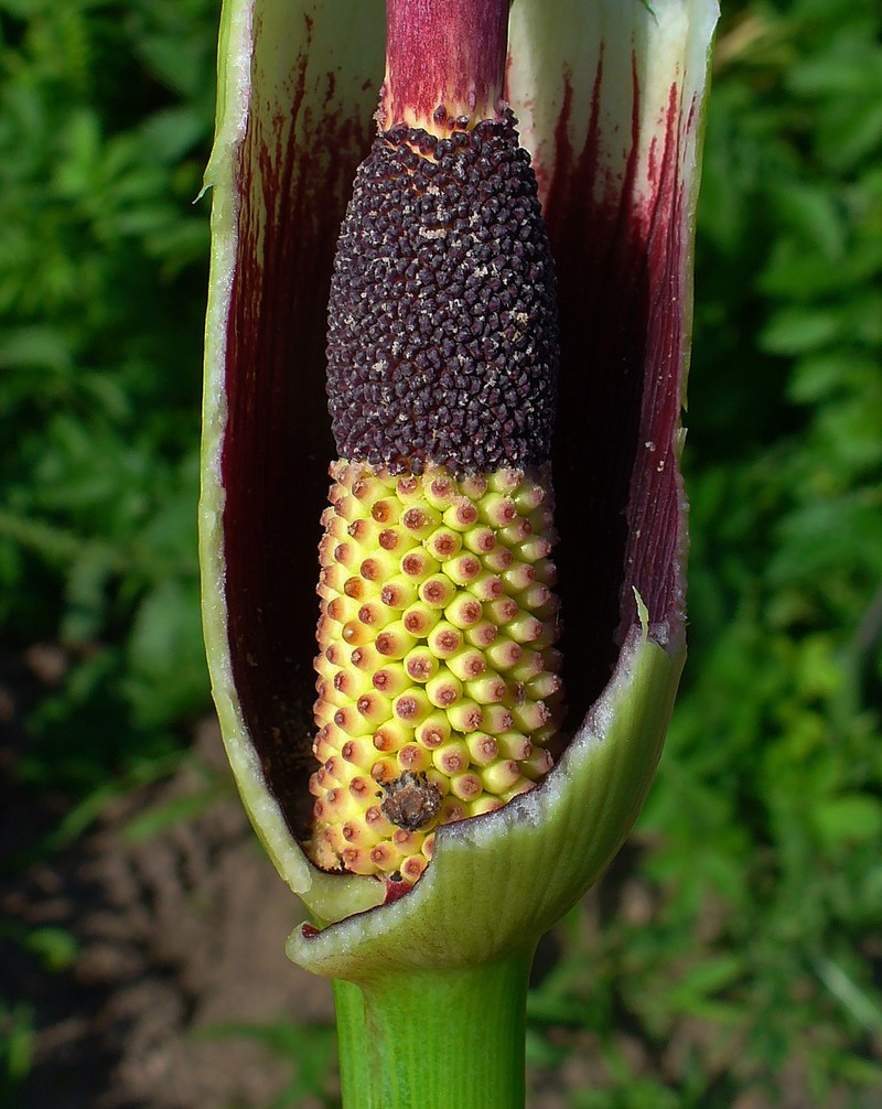 Common Dracunculus photo 3