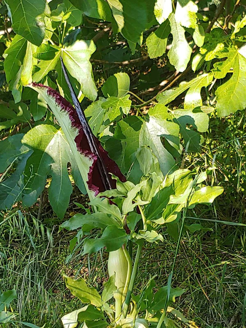 Common Dracunculus photo 5