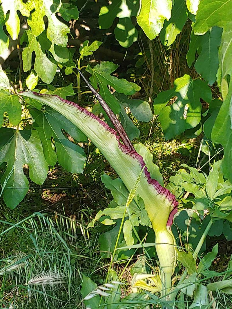 Common Dracunculus photo 6