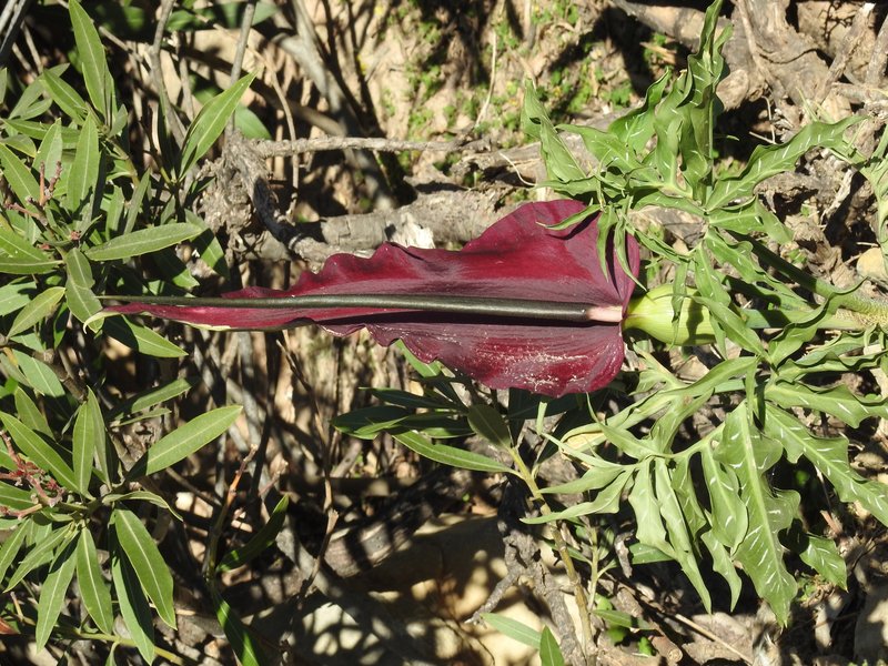 Common Dracunculus photo 7