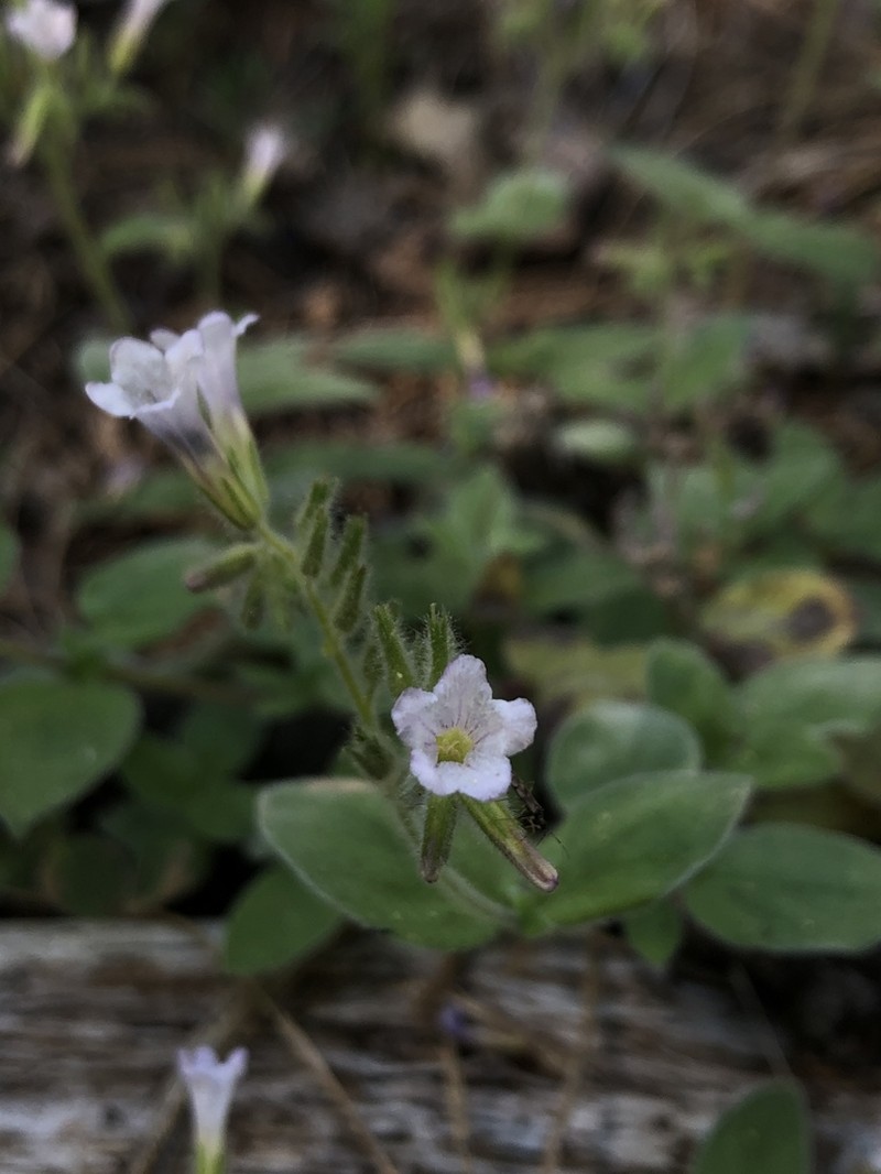 Violet Draperia