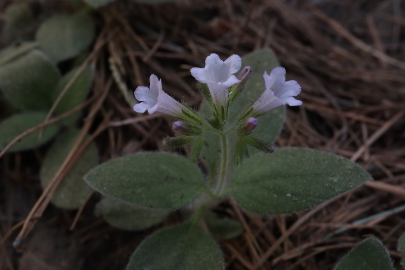 Violet Draperia photo 3