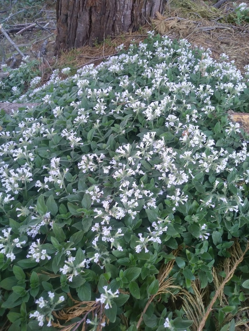 Violet Draperia photo 4
