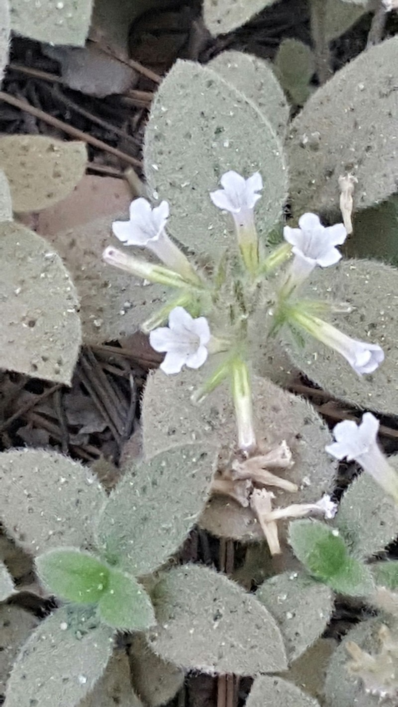 Violet Draperia photo 5