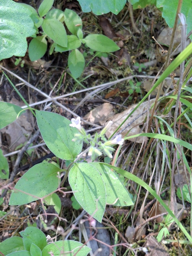 Violet Draperia photo 6