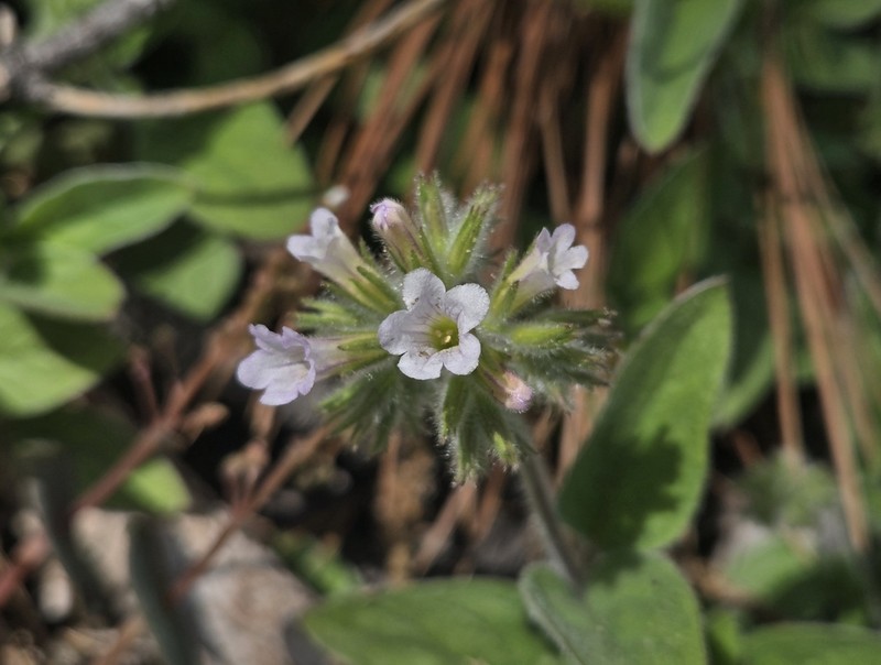 Violet Draperia photo 7