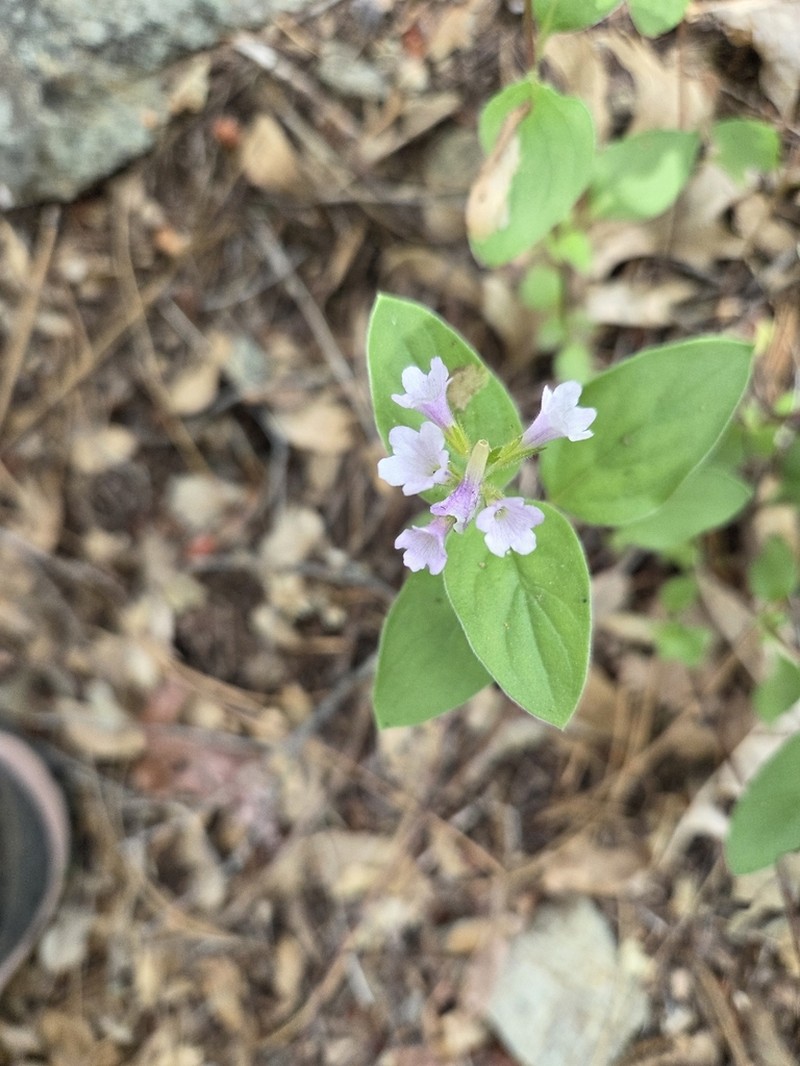 Violet Draperia photo 8