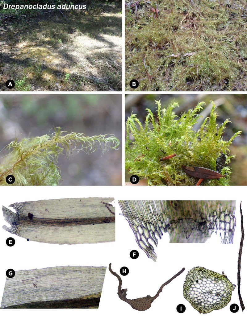 Drepanocladus Moss