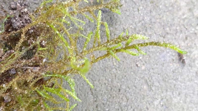 Drepanocladus Moss photo 2