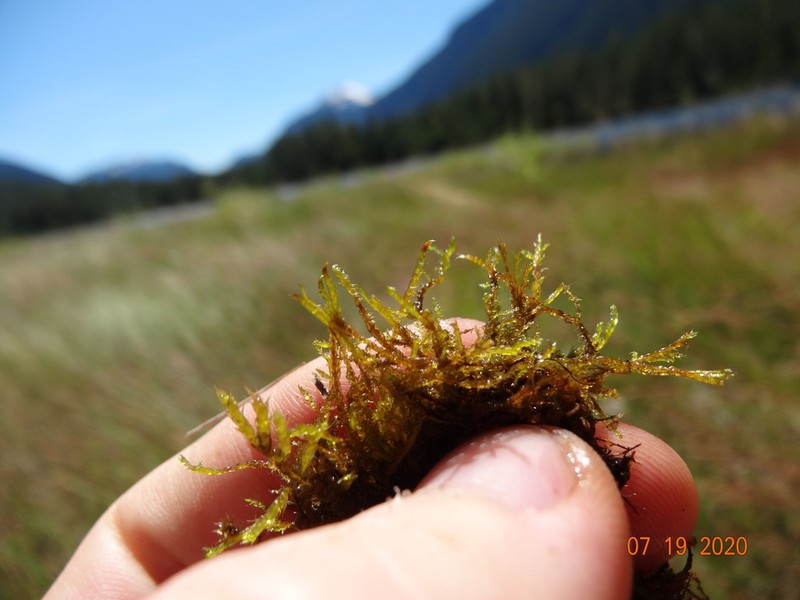 Drepanocladus Moss photo 3