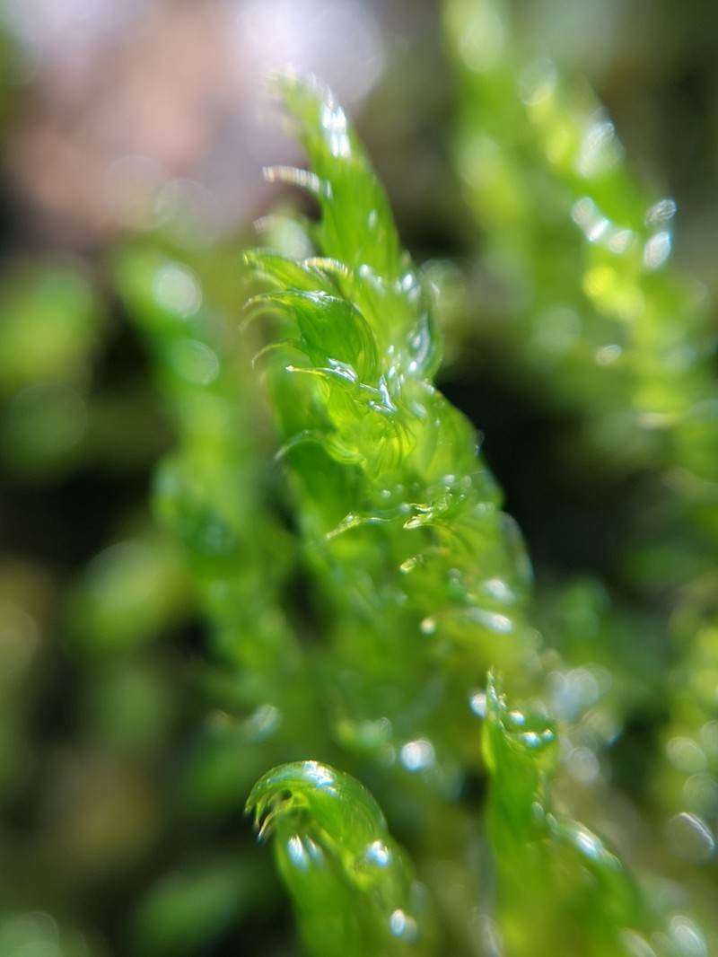 Drepanocladus Moss photo 4