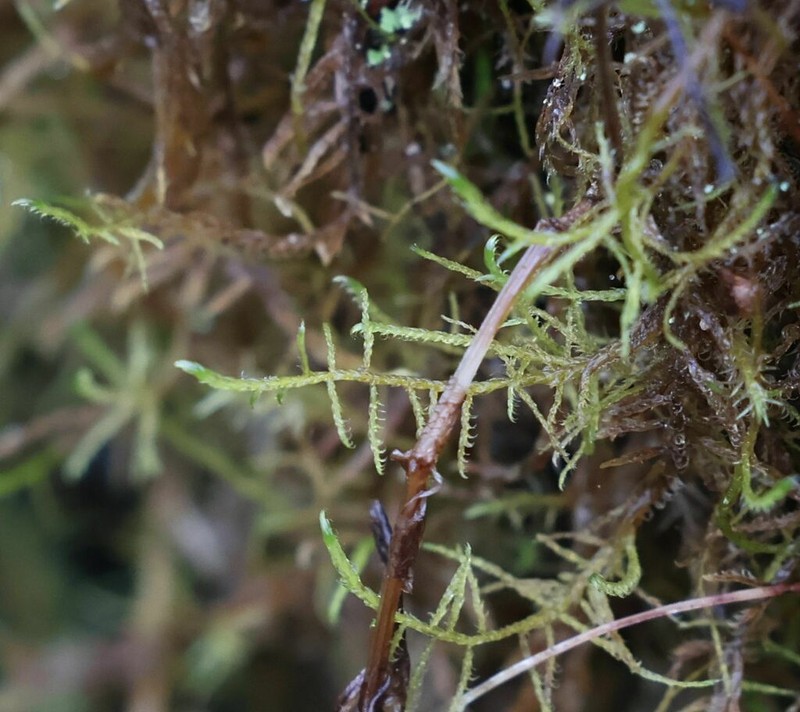 Drepanocladus Moss photo 5