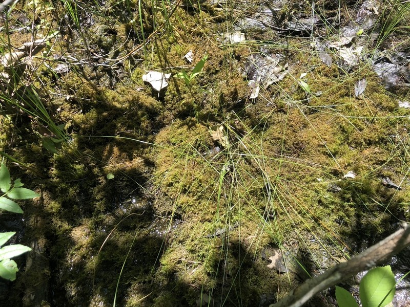 Drepanocladus Moss photo 6