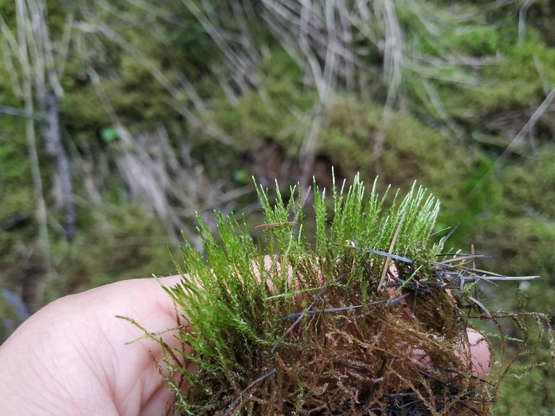 Drepanocladus Moss photo 7