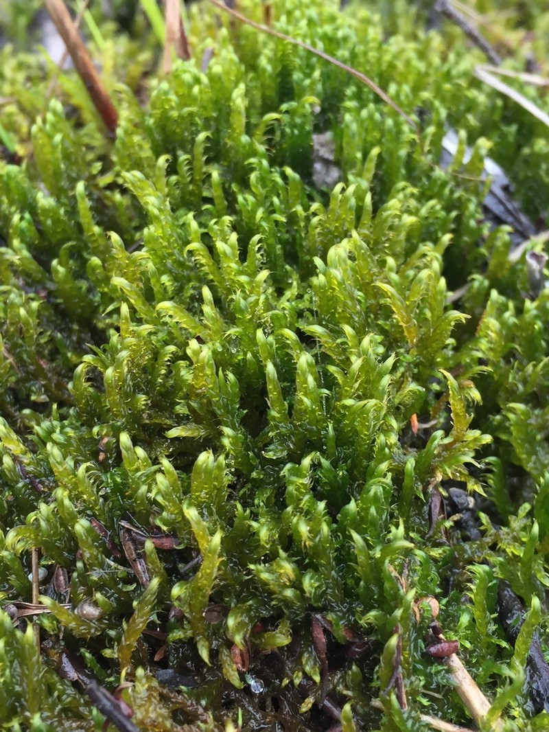Drepanocladus Moss photo 8