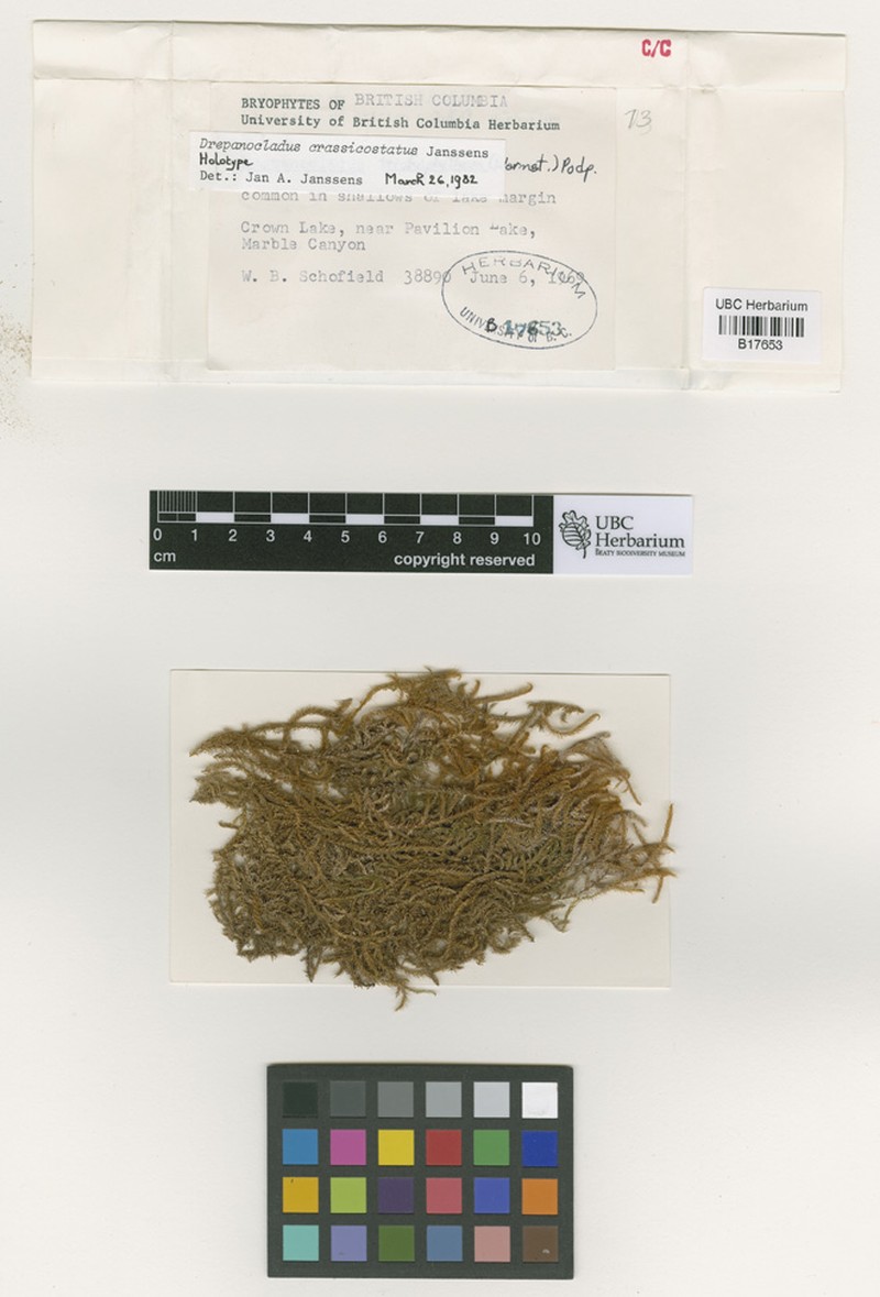 Drepanocladus Moss