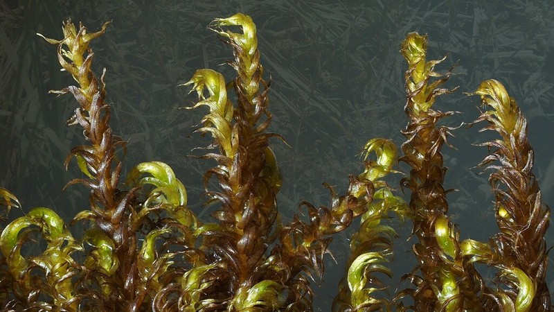 Sendtner's Drepanocladus Moss
