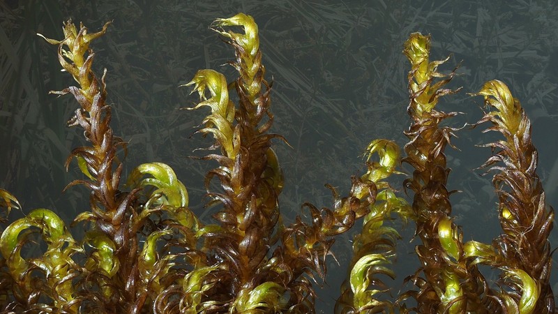 Sendtner's Drepanocladus Moss photo 2