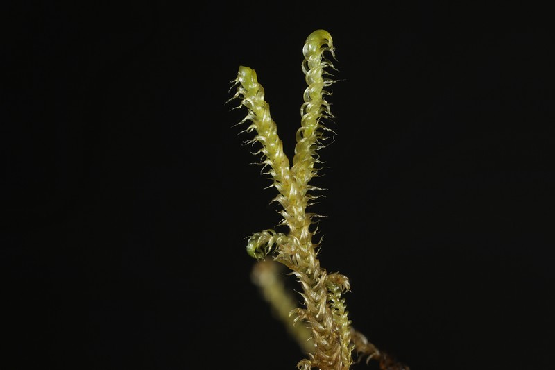 Sendtner's Drepanocladus Moss photo 3
