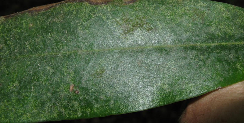 Drepanolejeunea appalachiana photo 2
