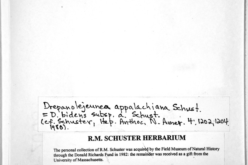 Drepanolejeunea appalachiana photo 5