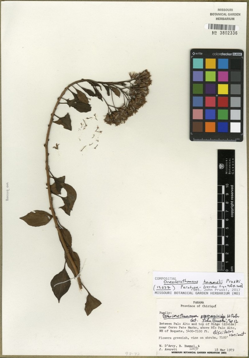 Dresslerothamnus hammelii